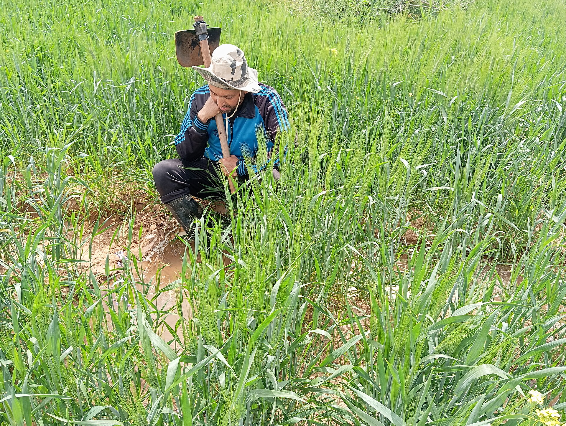 A Moroccan farmer crouching in a green wheat field while irrigating it