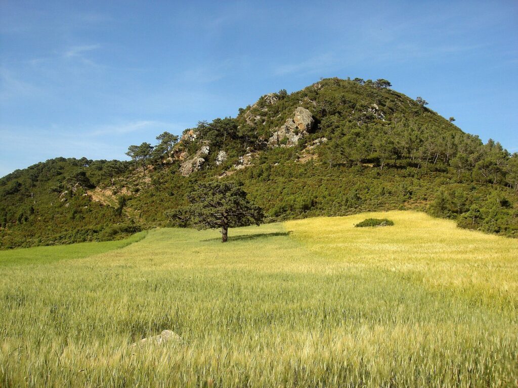 Green and yellow wheat field with a tree and a wooded hill in the background